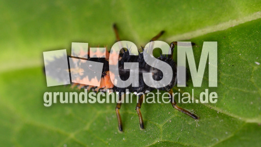 Asiatischer Marienkäfer_Larve (3).jpg